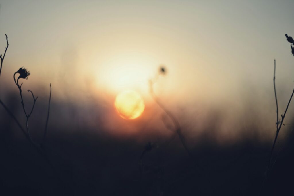 The sun is setting over a field of tall grass