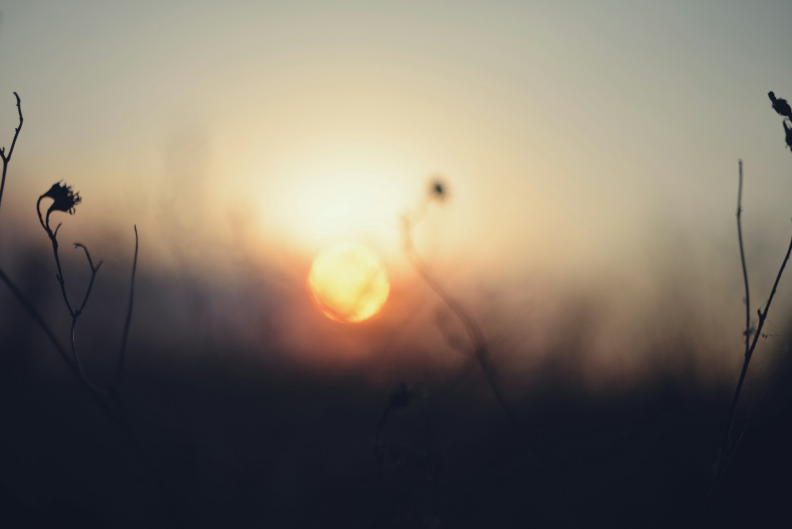 The sun is setting over a field of tall grass
